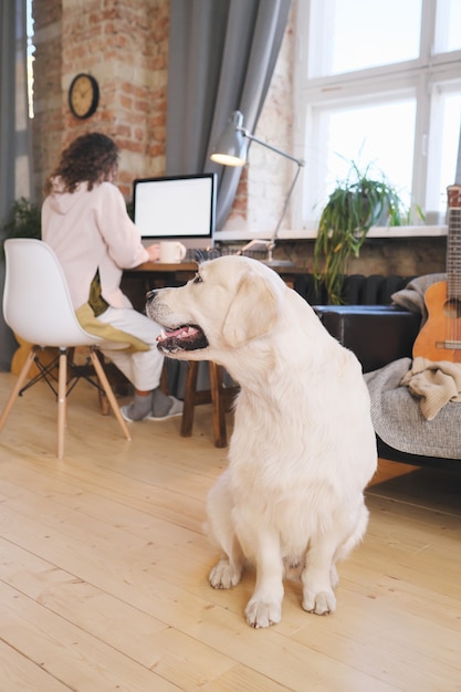 Animal de estimação fofo esperando por seu dono enquanto ela trabalha no computador online em casa