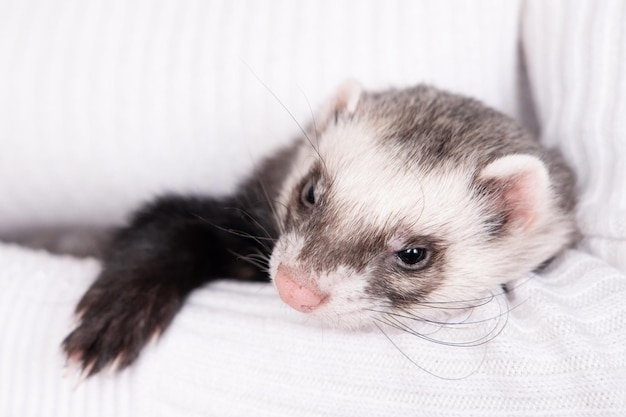 Animal de estimação furão em um fundo branco isolado