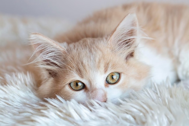 Animal de estimação gatinho fofinho laranja fofo