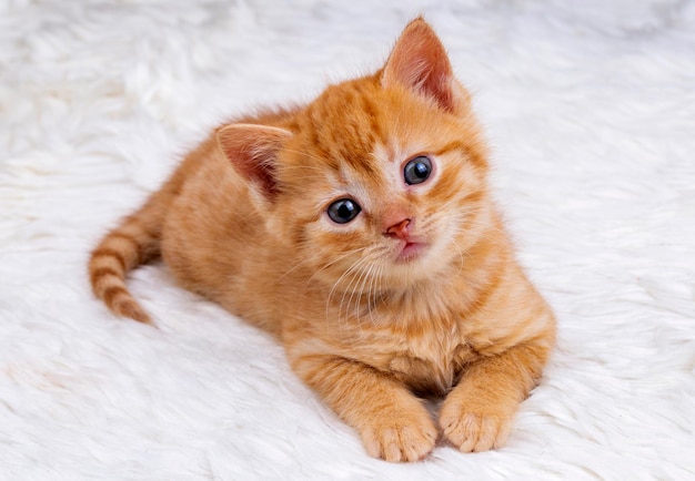 Animal de estimação gatinho laranja bonito gato bebé dentro de casa