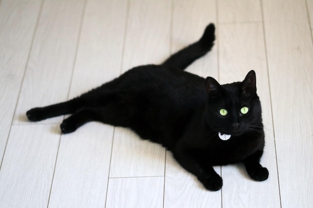 Animal de estimação; gato bonito, gato preto interior