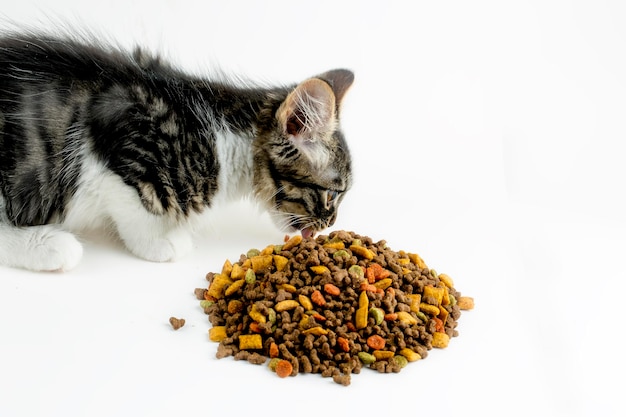 Foto animal de estimação; gato, comida seca.