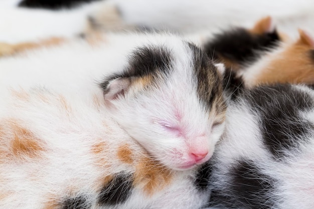 Animal de estimação; gato fofo