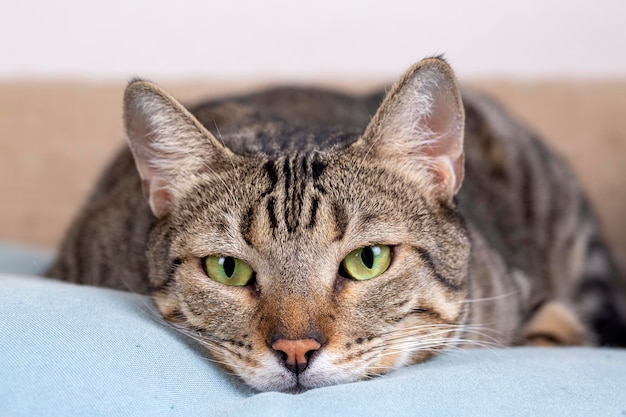 Animal de estimação, gato malhado fofo