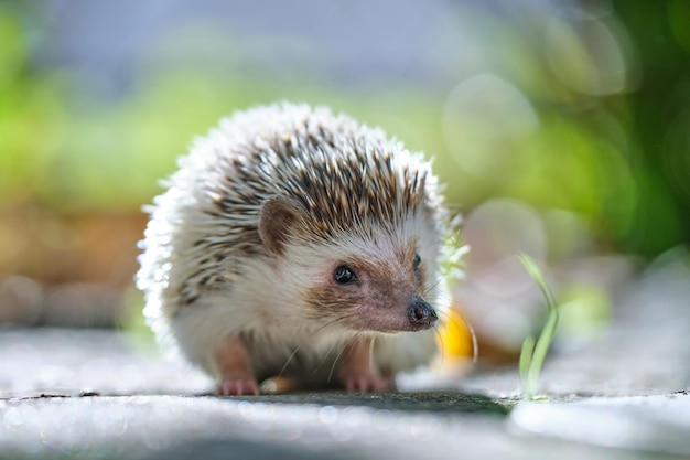 Animal de estimação pequeno ouriço africano na grama verde, ao ar livre num dia de verão. Manter animais domésticos e cuidar do conceito de animais de estimação.