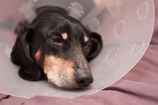 Animal de estimação sênior com patas brancas e nariz. Cão idoso deitado em uma cama doente com coleira elizabetana de plástico veterinário no pescoço. Um bassê com uma coleira de cachorro. Tratamento de Animais de Estimação. Clínica veterinária para cães