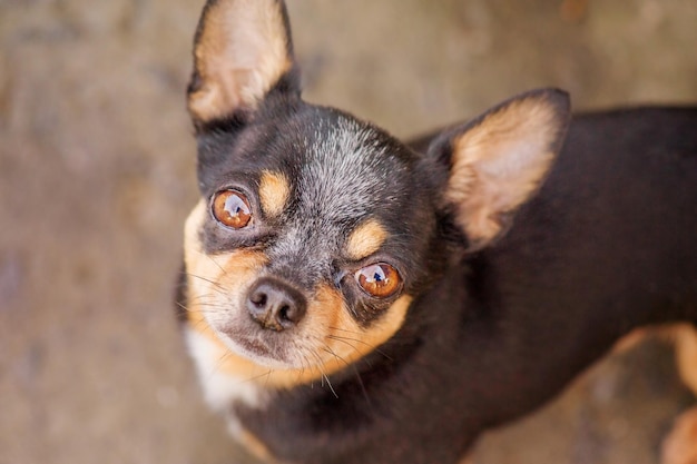 Animal de estimação Um cão adulto olha para o quadro Raça de cachorro chihuahua retrato tricolor