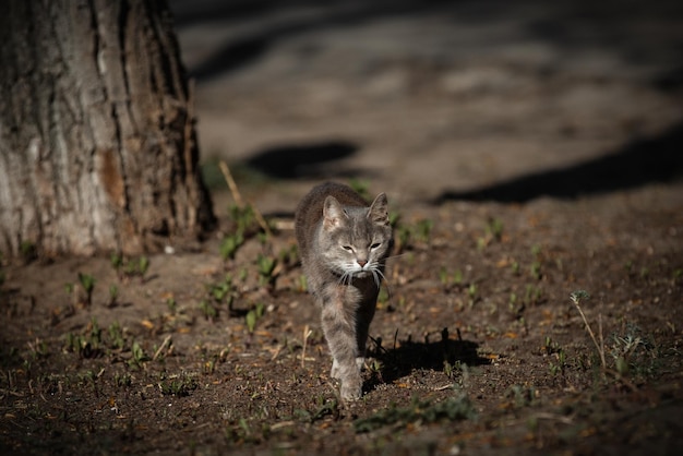 Animal de foto de gato listrado cinza na rua