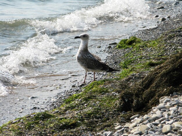 Animal de pássaro gaivota andando na beira-mar