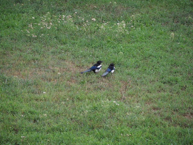 animal de pássaro pega eurasiana