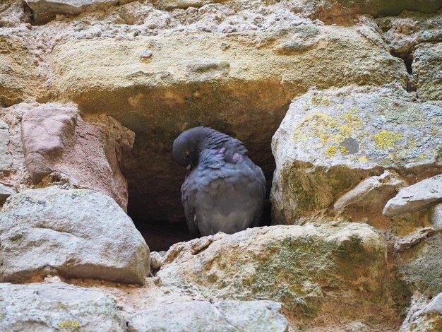 Animal de pombo doméstico