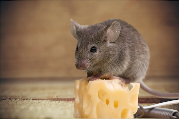 Foto animal de rato cinza e queijo no fundo