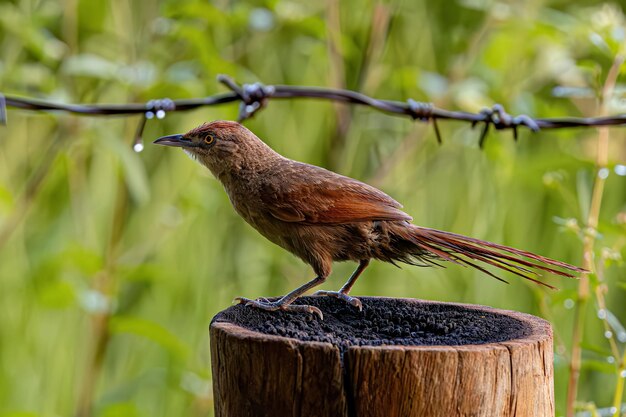 Foto animal do grande pássaro de thorn