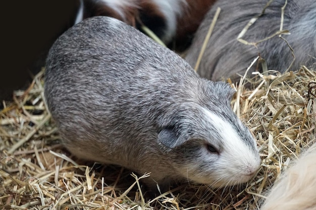 Animal doméstico de conejillo de indias gris y blanco