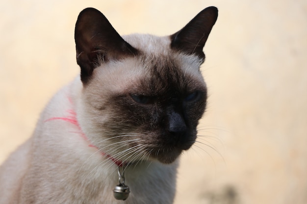 El animal doméstico del gato marrón no mira el retrato de la cámara