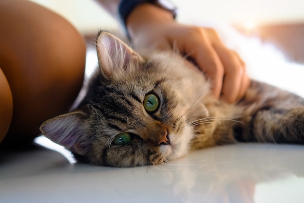 Animal doméstico precioso en mano humana con cierre encima del tiro.