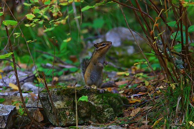 Animal esquilo em um pequeno esquilo selvagem