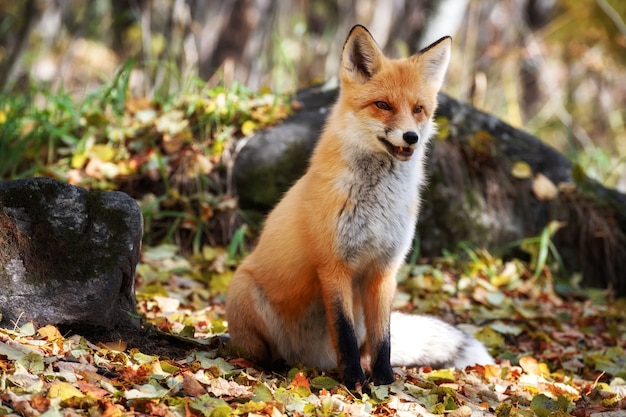 El animal está cerca de las piedras y mira hacia un lado.