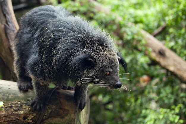 Animal exótico, raro y divertido - binturong