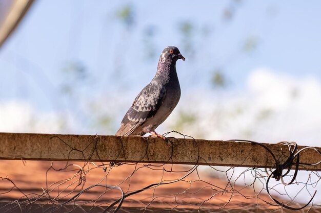 Animal Feral Pombo da espécie Columba livia domestica