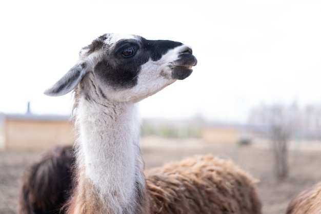 Animal fofo, alpaka lama, na fazenda ao ar livre, com dentes engraçados