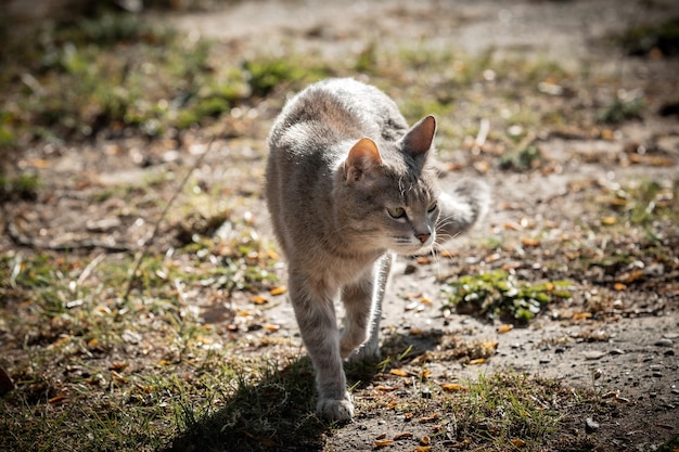 Animal de foto de gato rayado gris en la calle