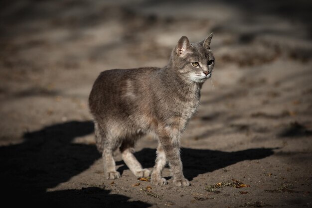 Animal de foto de gato rayado gris en la calle