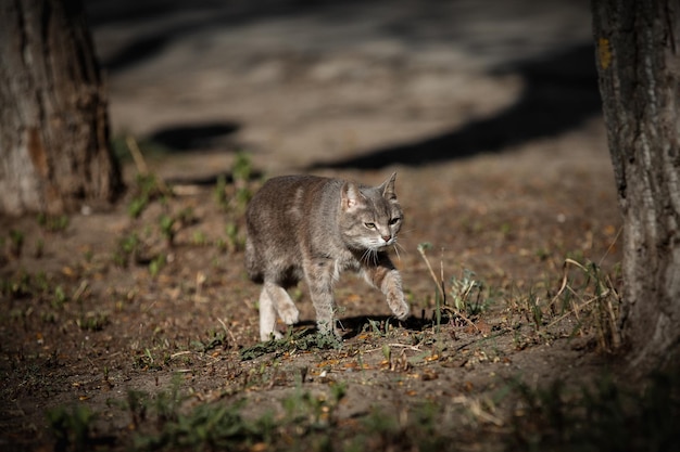 Animal de foto de gato rayado gris en la calle