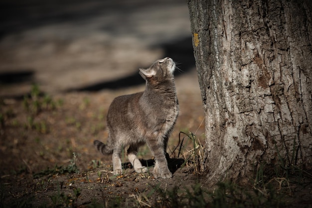 Animal de foto de gato rayado gris en la calle