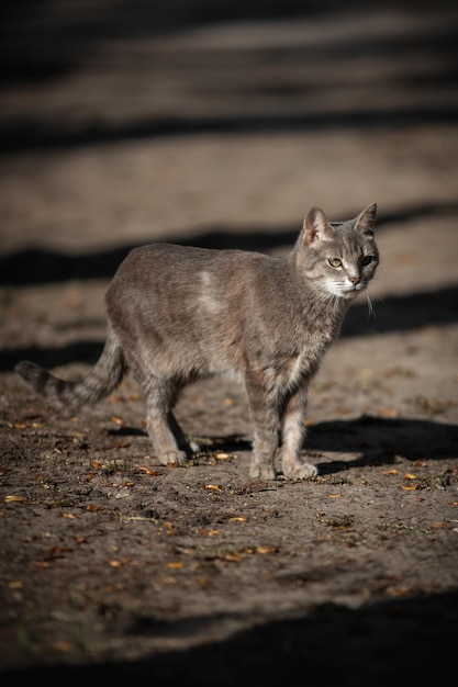 Animal de foto de gato rayado gris en la calle