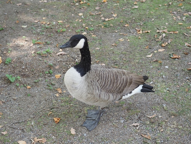 Animal ganso do Canadá (Branta canadensis) da classe Aves (pássaros)