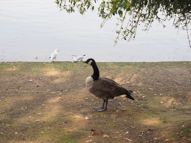 Animal ganso do Canadá (Branta canadensis) da classe Aves (pássaros)