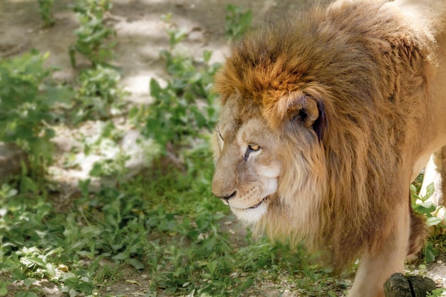 Animal grande leão em uma caminhada no zoológico