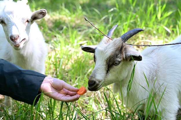 Animal de granja Linda niña alimentando cabra en pasto