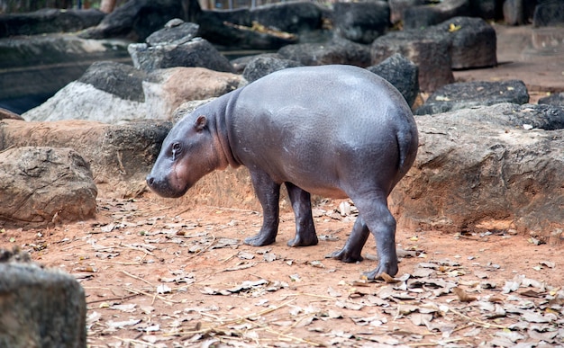 Animal hipopótamo andando na lagoa do zoológico