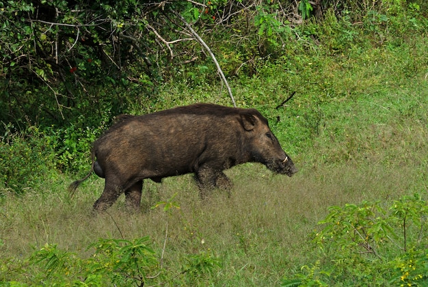 Animal javali selvagem passando pela selva