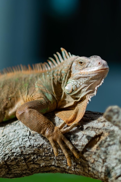 Animal lagarto lagarto verde com fundo desfocado