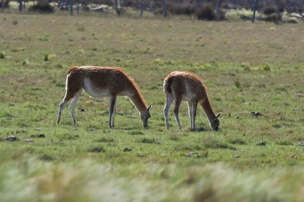 Foto animal lama nas pastagens das pampas ambiente província de la pampa patagônia argentina