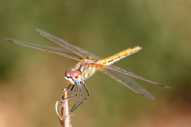 Animal libélula