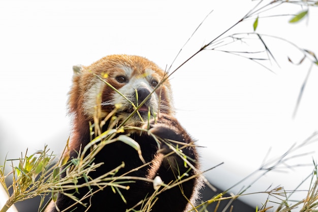 Foto animal lindo, un oso panda rojo comiendo bambú, mientras sostiene una rama de bambú con sus patas. fondo de cielo claro