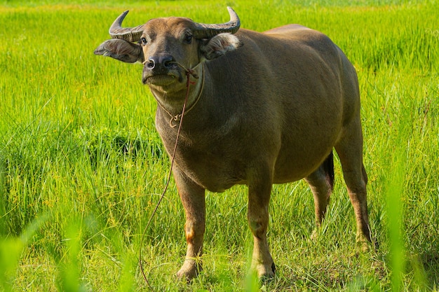 Foto animal mamífero búfalo tailandês em campo de grama búfalo adulto com seu filho com luz da manhã na natureza