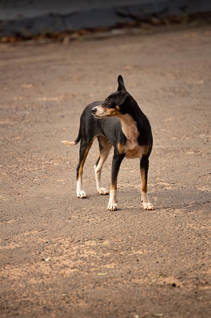 Animal mamífero perro abandonado