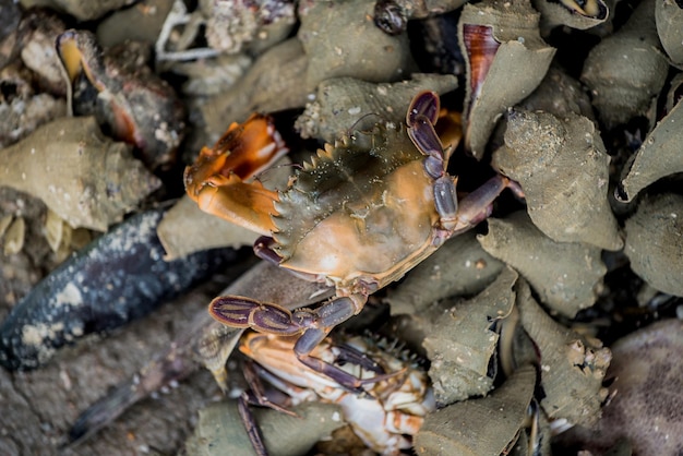 Animal del mar muerto después de que fueron pescados en el mar