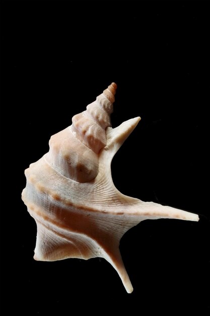 animal marinho de concha invertebrado concha marinha caracol