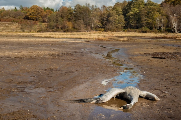 Animal muerto debido a la contaminación por gas vulcaninc