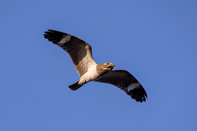 Animal Nacunda Chotacabras de la especie Chordeiles nacunda en vuelo