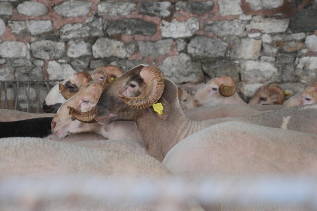 Animal ovelha em uma fazenda em Istambul