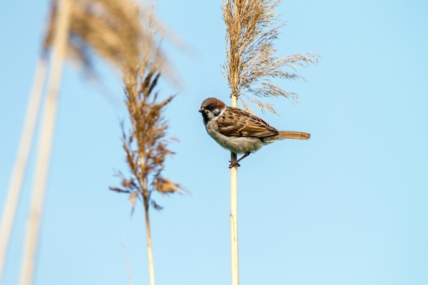 Animal pajarito de un gorrión en un bastón