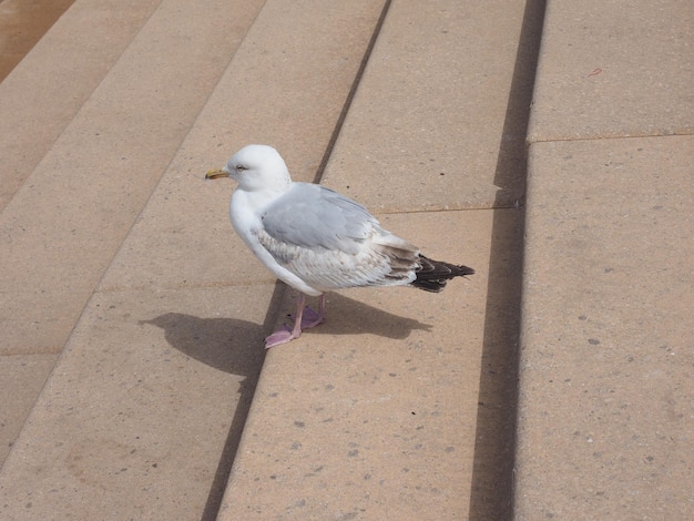 Animal pájaro gaviota