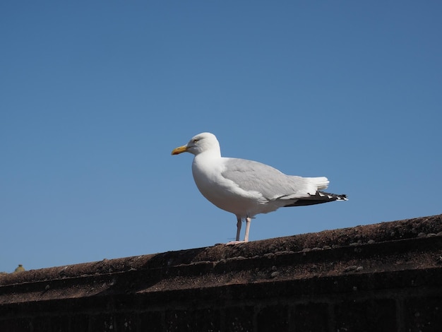 Animal pájaro gaviota